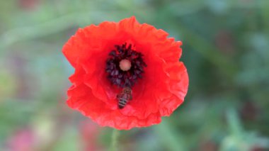 Bu canlı kırmızı gelincik çiçeği, narin taç yaprakları sergiliyor. Bir arı ortaya çıkar, sakin bir öğleden sonra güneşin altında yoğun bir bahçede polen toplar.