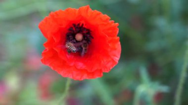 Sıcak güneşin altında canlı bir portakal gelinciği açar. Bahçedeki yemyeşil ve renkli çiçeklerle çevriliyken bir arıyı nektar toplamaya davet eder.