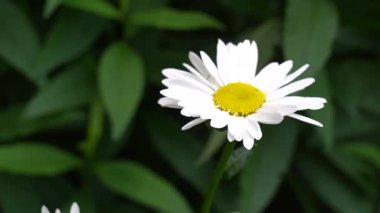 Sarı merkezli canlı beyaz bir papatya, güneşli bir öğleden sonra yemyeşil yaprakların arasında göze çarpar. Çiçeğin narin taç yaprakları ışığı usulca yakalıyor ve sakin bir atmosfer yaratıyor.