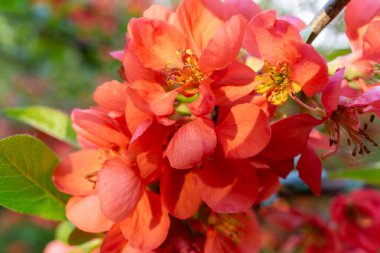 Çarpıcı turuncu çiçek kümeleri çiçek açarak yemyeşil bir bahçede güneş ışığını yakalıyor. Canlı yaprakları çevreleyen taze yeşil yapraklar renkli bir görüntü oluşturur..