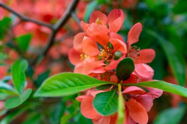 Narin taç yaprakları olan mercan çiçekleri canlı yeşil yaprakların arasında çiçek açarak bir bahar bahçesinde çarpıcı bir kontrastı oluşturur. Yeşillik parlak ışık altında renkli görüntüyü güçlendirir..