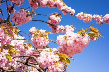 Kiraz ağaçları parlak mavi gökyüzüne karşı canlı pembe çiçeklere dönüşerek baharın gelişini işaret ediyor. Narin taç yaprakları dalları doldurarak şaşırtıcı bir doğal görüntü yaratıyor..