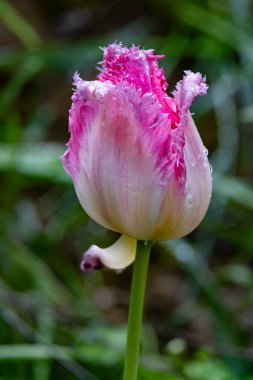 Fırfırlı yaprakları olan canlı pembe bir lale taze yağmur damlalarıyla süslenmiş bir bahçede uzun duruyor. Etrafındaki yeşillik baharın çiçeklenmesini arttırıyor..