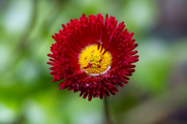 Canlı kırmızı bir çiçekte yeşil yapraklarla çevrili sarı bir merkez bulunur. Bu güzel çiçek baharın gelişini ve bahçeye hayat getirdiğini simgeliyor..
