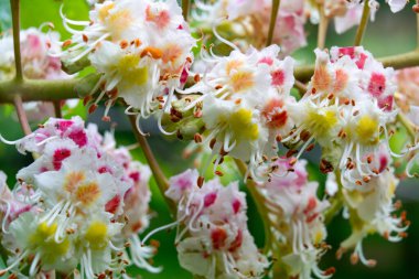 Yumuşak pembe, beyaz ve sarı renkli çiçekler bol bol çiçek açarak, ılık bahar mevsiminde bahçede canlı ve huzurlu bir atmosfer yaratır..