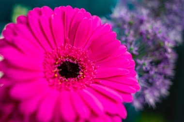 Mor çiçeklerle dolu renkli bir bahçede göze çarpan pembe bir Gerbera papatyası. Güneş ışıl ışıl parlıyor, canlı renkleri ve çiçekleri çevreleyen yemyeşil renkleri vurguluyor..