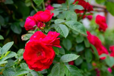 Çiçekli parlak kırmızı güller bahçedeki yeşil yapraklarla çevrilidir. Güneş ışığı canlı renkleri vurgular, ilkbaharda doğanın güzelliğini gösterir..