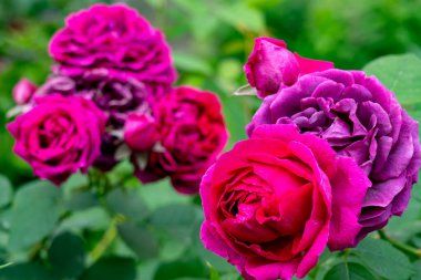 Canlı pembe ve mor renkli bir gül kümesi, parlak gündüz güneşinin altında, zengin yeşilliklerle çevrili, bakımlı bir bahçede yeşerir..