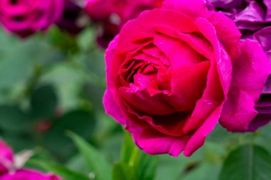 Bahçedeki yeşil yaprakların arasında açan parlak pembe güller. Çiçekler ılık güneşin altında zengin renkler sergiliyor, ilkbaharın başlarında pitoresk bir manzara sunuyorlar.