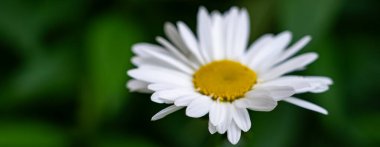 Tek bir beyaz papatya, parlak sarı merkeziyle dikkatleri üzerine çeker. Etrafı yeşil yapraklarla çevrili olan ağaç, gün boyunca sakin bir bahçede doğal güzellikleri sergiliyor..