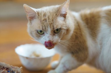 Turuncu ve beyaz kürklü evcil bir kedi yemekten zevk aldıktan sonra dudaklarını yalar. İçerideki sıcak ortam, yemek yakınlarda otururken anın sıcaklığını arttırıyor..
