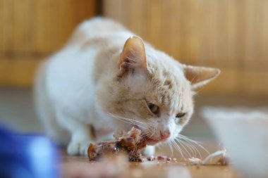 Açık renkli bir kedi, sıcak kapalı bir ortamda yere saçılmış lezzetli lokmalarla beslenir ve güneşli bir öğleden sonra keyfine bakar..