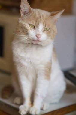 Beyaz bantlı tüylü kızıl bir kedi, sıcak ve davetkar bir atmosferle çevrelenmiş, doğal ışıkla aydınlatılmış bir şekilde, merakla bir masanın üzerinde oturuyor.