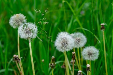Bir kaç karahindiba bitkisi canlı yeşil bir tarlada dimdik ayakta duruyor, tüylü tohum başları gün ışığında parlıyor, hafif melteme doğru dağılmaya hazır..