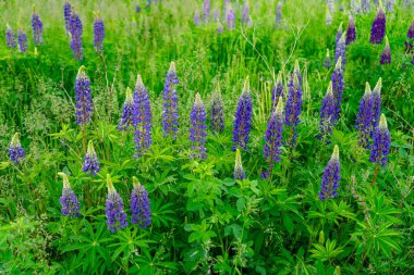 Mor lup çiçeği kümeleri yeşil bir çayırda serpilmiş parlak bahar güneşi altında canlı renklerini sergiliyorlar. Arıların çiçekleri döllediği, doğal güzelliği artırdığı görülebilir..