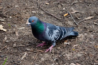 Yanardöner tüylü canlı bir güvercinin bir parkta zemini gagaladığı görülüyor. Kuru yaprakları ve toprağı gösteriyor. Gün ışığıyla aydınlatılıyor. Şehir yaşamını gözler önüne seriyor..