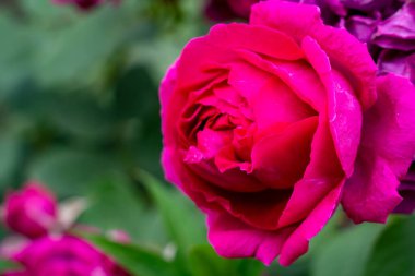 Çiçek açmış çarpıcı pembe bir gül canlı bir bahçedeki yemyeşil yaprakların arasında duruyor. Güneş ışıl ışıl parlıyor, çiçeğin zengin rengini ve narin taç yapraklarını büyütüyor..