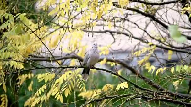 Vídeo Câmera Lenta Apanhador Moscas Pássaro Família Muscicapidae Empoleirado Galho — Vídeo de Stock