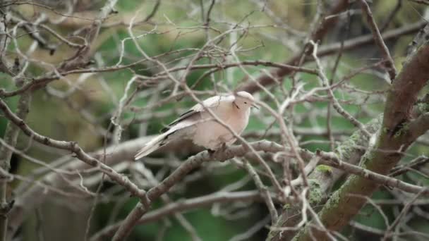 Flycatcher Птах Родини Muscicapidae Сидить Гілці Дерева — стокове відео