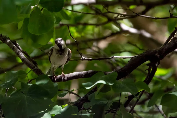 Der Erwachsene Sperling Hockt Auf Einem Ast Und Versteckt Sich — Stockfoto