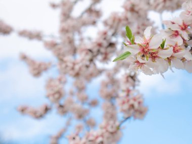 Badem ağacının güzel beyaz çiçekleri (Prunus Dulcis) tam baharda ağacın dalları üzerinde ve arka planda bulutlarla dolu güzel mavi bir gökyüzü.