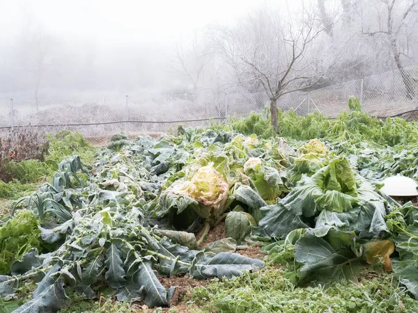 Completely frozen garden in which broccoli, cabbages and onions have a layer of ice due to the morning frost and a dense layer of fog covering the trees in the background