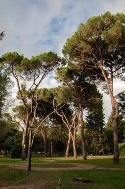 Güneşin son ışınları günbatımının başlangıcında Ponferrada 'daki Gil y Carrasco parkındaki bazı çam ağaçlarının (Pinus) tepelerini aydınlatır.