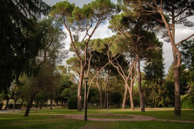 Güneşin son ışınları günbatımının başlangıcında Ponferrada 'daki Gil y Carrasco parkındaki bazı çam ağaçlarının (Pinus) tepelerini aydınlatır.