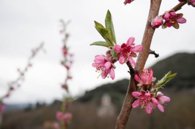 Nektarin ağacının dallarında yetişen güzel pembe çiçekler (Prunus persica), daha sonra tüysüz bir cilde sahip şeftali benzeri bir meyve oluşturur.
