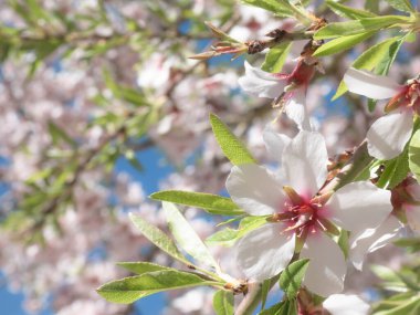 Badem ağacının dalında (Prunus Dulcis) yetişen pembe röfleli beyaz bir çiçeğin Macro manzarası Badem meyvesini üretmek için daha güzel çiçeklerin yanında