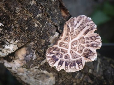 Yenebilir kahverengi shiitake mantarı (Lentinula edores) sporlarla döllendikten sonra meşe sapında organik olarak büyür.