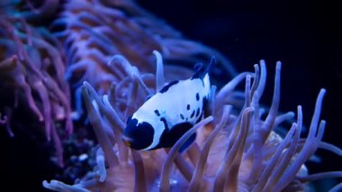Palyaço Balığı (Amphiprion Ocellaris Black) etkileyici siyah bantlı ve beyaz bantlı dokunaçlı bir şakayığa sürtünerek, karşılıklı fayda sağlayan bir ortaklık oluşturur.