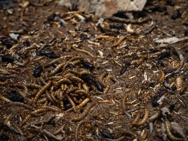 Tenebrionidae familyasından gelen bu böceğin yaşam döngüsünü tamamlayan un böcekleri tarafından çevrelenmiş larva ya da kurtçuklar (Tenebrio molitor) larva formu.