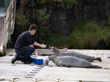 Bir Coruna, Galiçya, İspanya; 04-21-2025: Akvaryum Finisterrae bekçisi iki foku (Phoca vitulina) besliyor, havaya balık ve ağzı açık bir fok balığı havada yakalıyor.