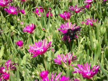 Güzel mor çiçeklerden polen ve nektar toplayan büyük marangoz yaban arısı (Xylocopa) Delosperma Cooperi (Buz Bitkisi))