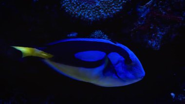 Mavi cerrah balığı (Paracanthurus hepatus) mercanlar ve anemonlar arasında tek başına yüzer, güzel mavi tonu ve siyah dokunuşlarıyla ve hareketin oluşturduğu güzel sarı kuyruğuyla hava atar.