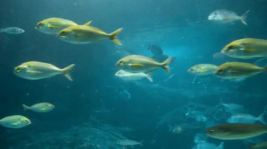 Deniz kestanesi (Sparus aurata), levrek (Dicentrarchus labrax) ve uskumru (Scomber scombrus) gibi farklı türde balık sürülerinin yanında tuzlu su akvaryumunda yüzerler.