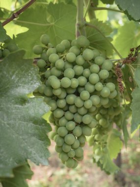 Yaz başında, Berciano 'da bir üzüm bağındaki Vitis Vinisfera bitkisinin büyük yeşil yapraklarıyla çevrili bir dalda büyüyen bir sürü üzüm aylar sonra şarap yapmaya hazır.