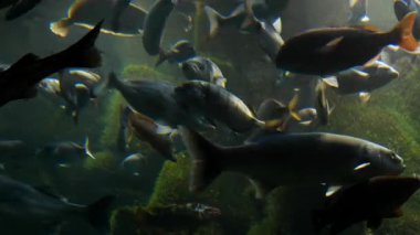 Deniz kestanesi (Sparus aurata), levrek (Dicentrarchus labrax) ve uskumru (Scomber scombrus) gibi farklı türde balık sürülerinin yanında tuzlu su akvaryumunda yüzerler.