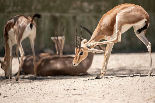 Dorcas gazelle touching its own ear with the hoof of one foot surrounded by other gazelles