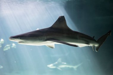 Köpekbalığı, okyanus yüzeyine nüfuz eden güneş ışınlarıyla suyun altında yüzüyor dramatik bir deniz manzarası yaratıyor.