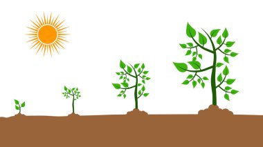 Farklı aşamada çizimde büyüyen bitki