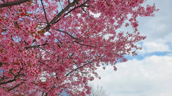 Visão Baixo Ângulo Exuberante Flor Rosa Sakura Cereja Árvore Ramo — Fotografia de Stock