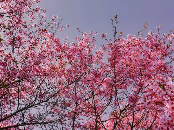 봄날밝은 배경을 배경으로 분홍빛 벚나무 가지가 각도로 내려다 보인다 — 스톡 사진