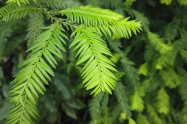 Yeşillik kozalaklı kozalaklı ağaç dalının son derece yakın çekimi. Süslü bahçe süslerinde taze çam ağacı iğneleri var. Basit bahar doğal arka plan.