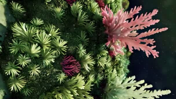 Zbliżenie Pionowe Ujęcie Pięknego Podwodnego Tła Kolorowymi Roślinami Morskimi Wodorostami — Wideo stockowe