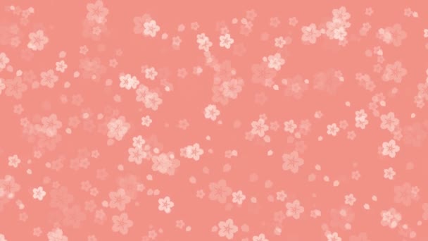 柔らかい桃の背景に落ちるアニメーションの桜の花と桜の花びらとの抽象的な花のビデオ背景 東洋または春のコンセプトのためのシンプルなパステルカラーアニメーション — ストック動画