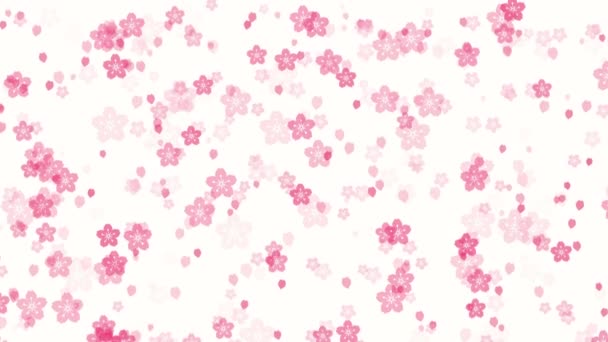 アニメーションのピンクの桜の花と白い背景に落ちる桜の花びらとの抽象的な花の動きの背景 東洋または春のデザインのための優雅な柔らかいビデオアニメーション — ストック動画
