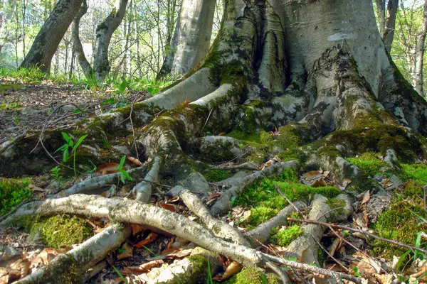 Güneşli Bir Günde Bahar Ormanındaki Büyük Yaşlı Ağaç Köklerinin Birbirine — Stok fotoğraf