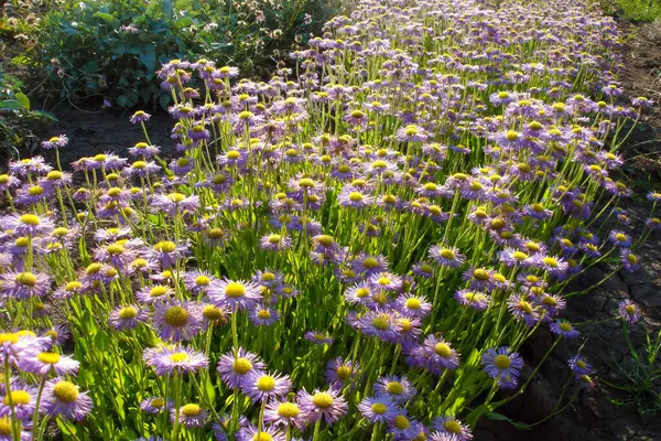 Güneşli Bahar Gününde Botanik Bahçesinde Çiçek Tarhında Çiçek Açan Yemyeşil — Stok fotoğraf